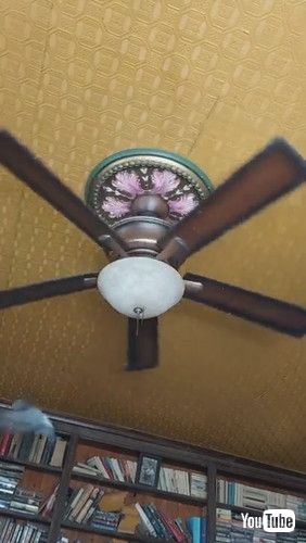 シーリングファンを回すハト