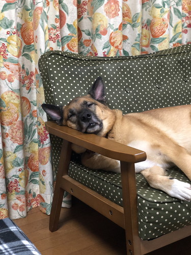 家庭の幸せをかみしめ中のスパイクくん