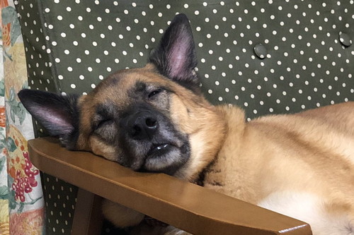 家庭の幸せをかみしめ中のスパイクくん