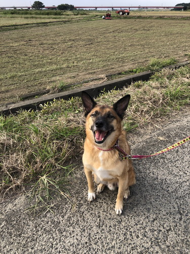 散歩するスパイクくん