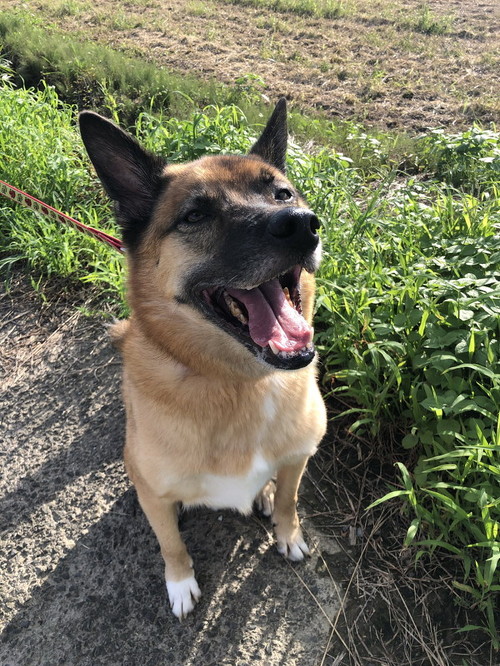 笑顔のスパイクくん