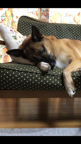 招き犬になるスパイクくん