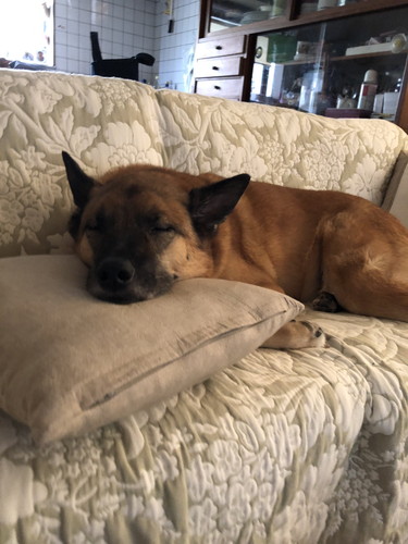 寝るスパイクくん