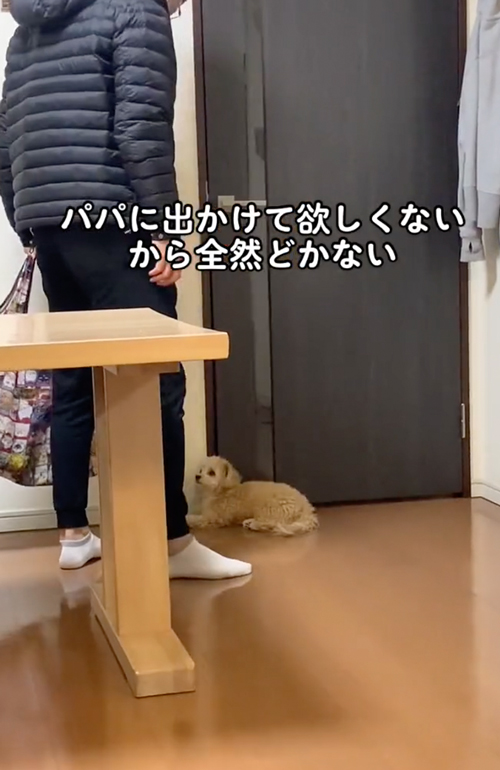 通せんぼするワンコ