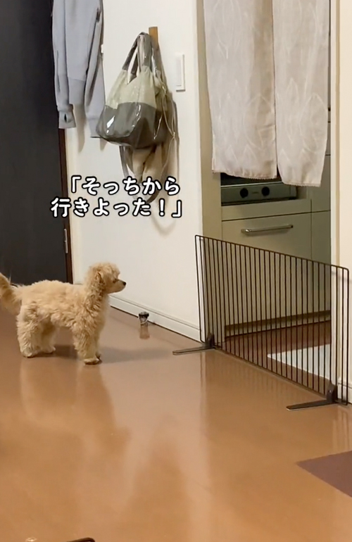 見つめるワンコ