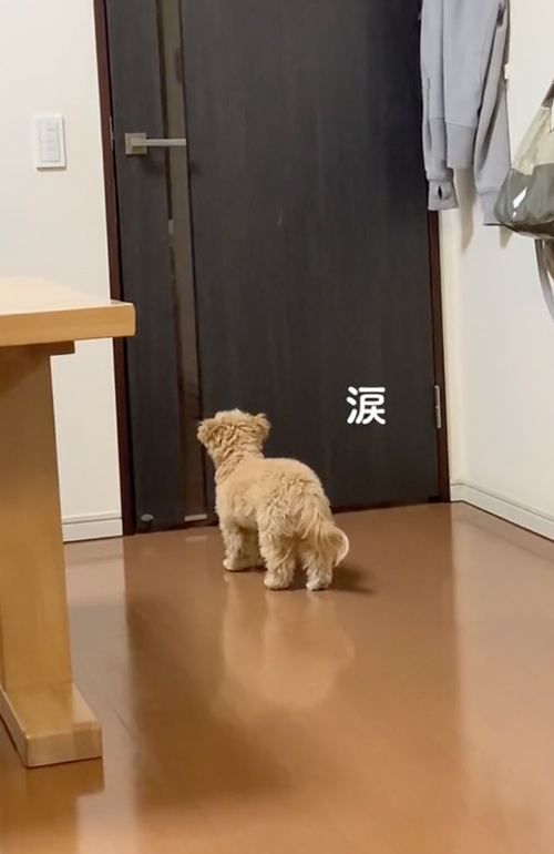 通せんぼするワンコ