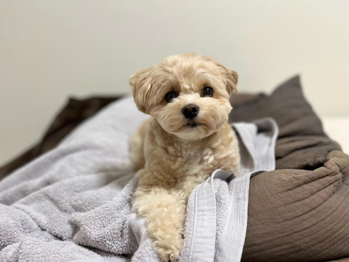 寝起きのワンコ