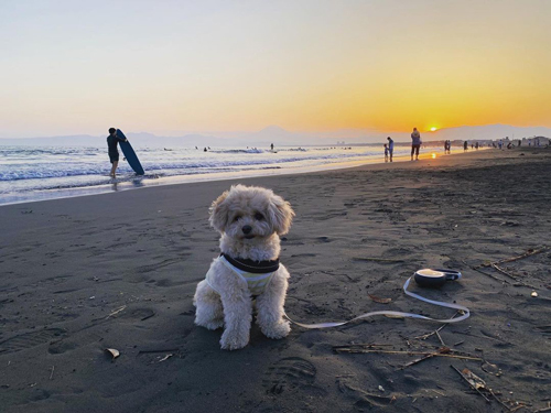 江ノ島に来た犬