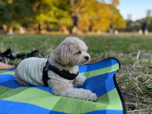代々木公園にいる犬