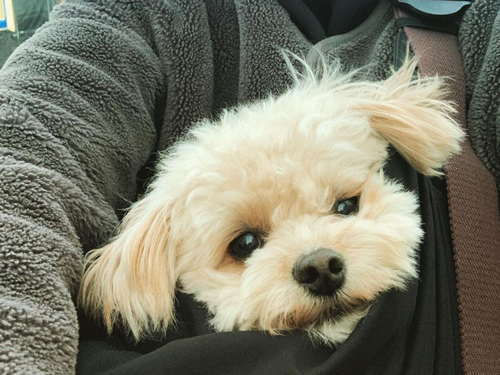 抱っこされる犬