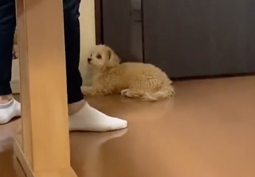 パパに出かけてほしくないワンコ