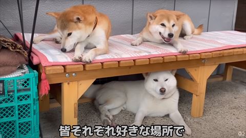 ベンチの上に柴犬2匹と下に1匹