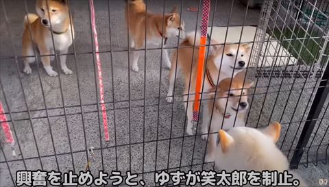 柵の前で集まる柴犬