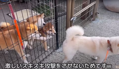 首根っこをかもうとする柴犬
