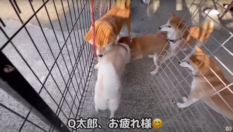 柴犬たちの輪に入る白柴