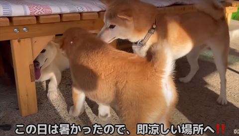 イスの下にいるワンコ