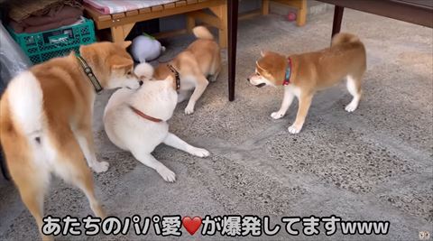 あたしのパパ愛テロップ