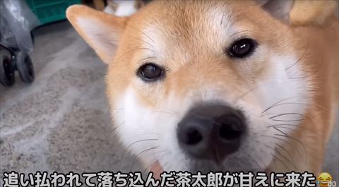 柴犬アップ