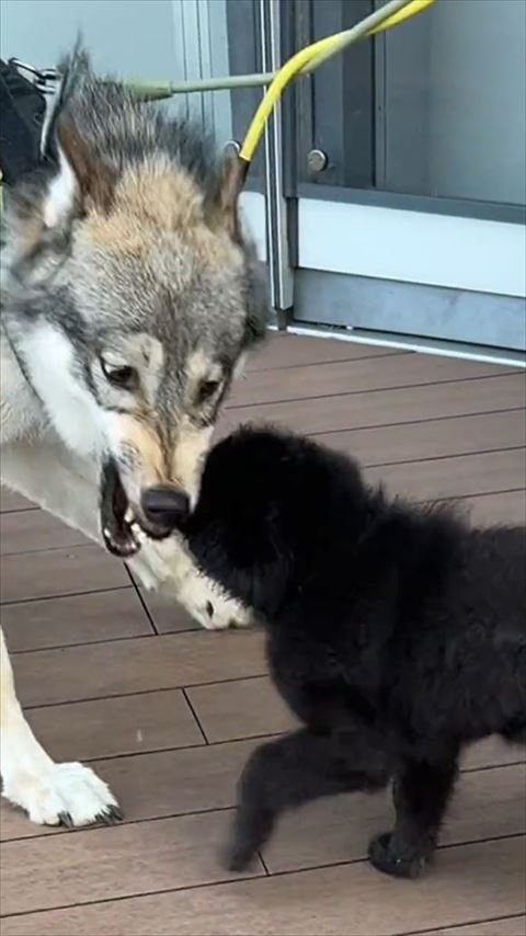 子犬と威嚇する成犬横顔