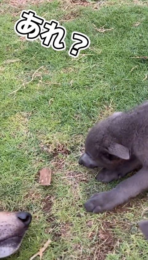 あれ？テロップ