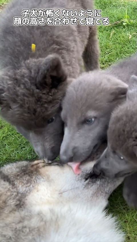 子犬になめられるウルフドッグ