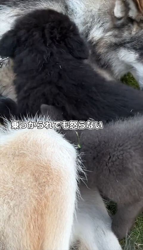 乗っかられても怒らないテロップ