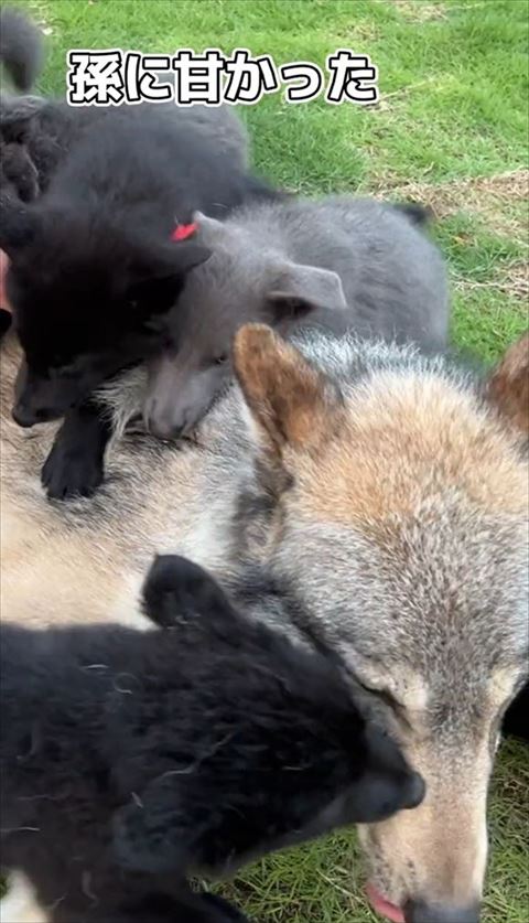 孫に甘かったテロップ