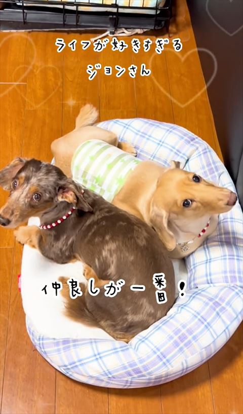 カメラを見上げるワンコたち