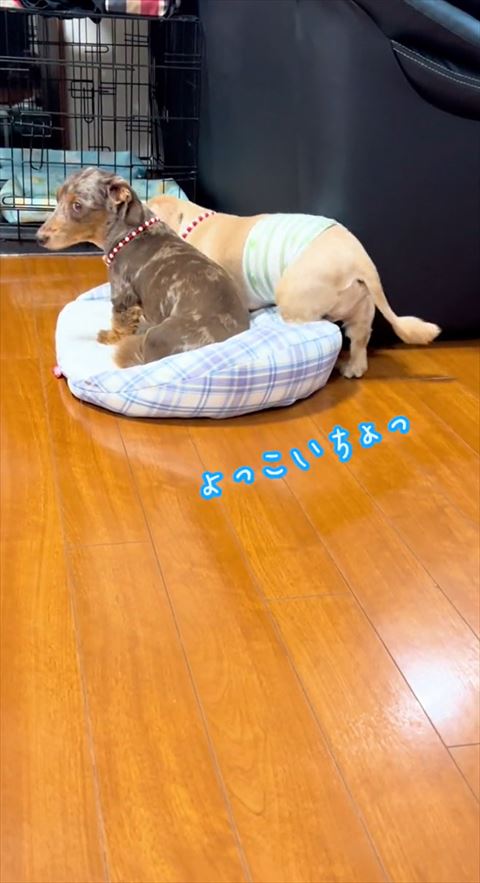 よっこいちょテロップ