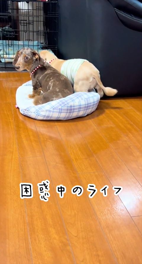 困惑中のライフテロップ