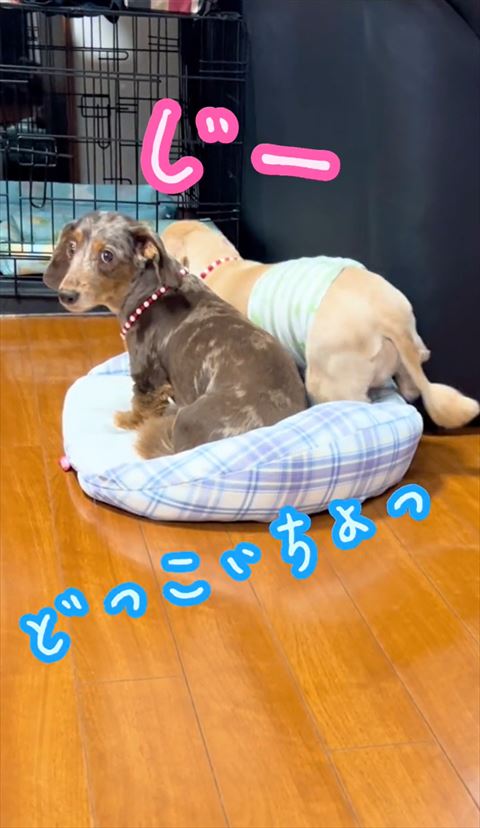 どっこいちょテロップ