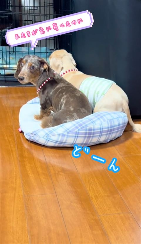 あたちが先に寝てたのにテロップ