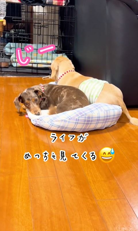 めっちゃ見てくるテロップ