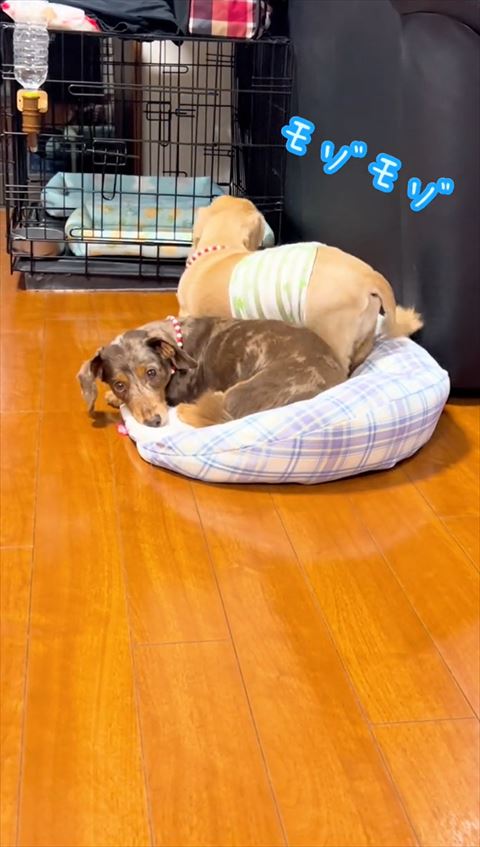 モゾモゾテロップ