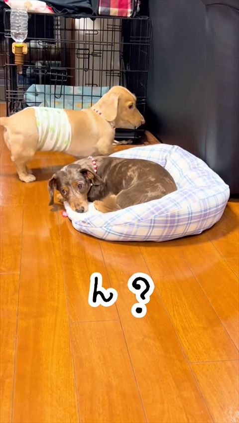 ベッドから落ちたワンコ