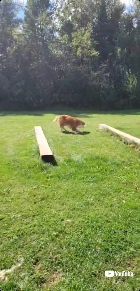 立ち止まるセントバーナード