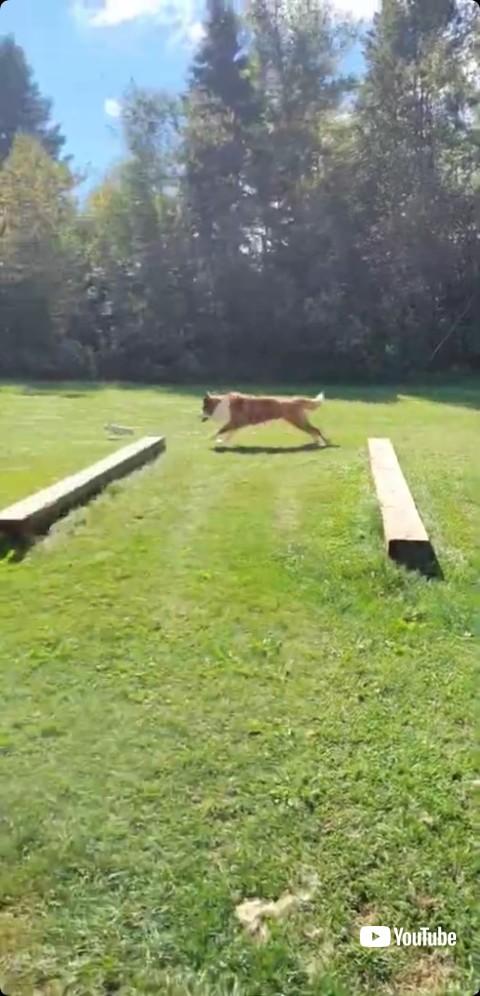 追いかけ返すセントバーナード