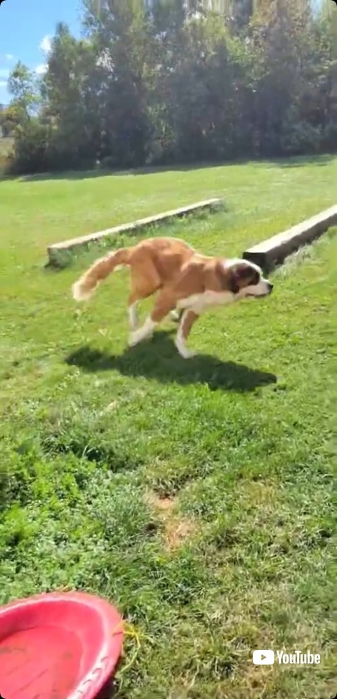 走るセントバーナード