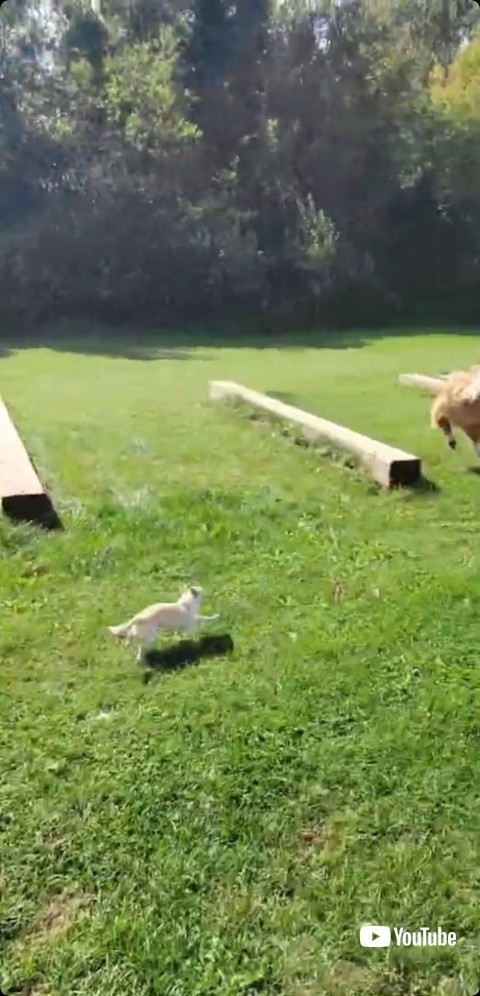 追いかけチワワ