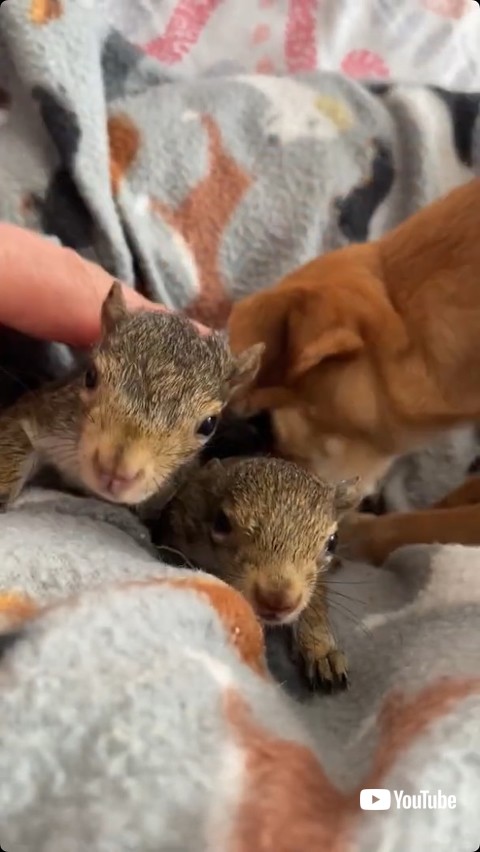 毛づくろいを受けるリス