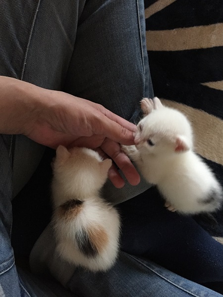 膝の上にのぼる保護子猫