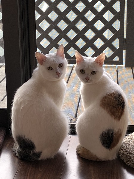 成長した保護猫