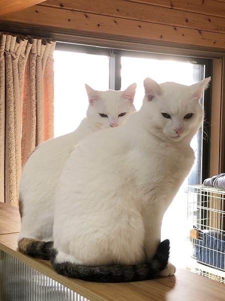 そっくりな保護猫姉妹