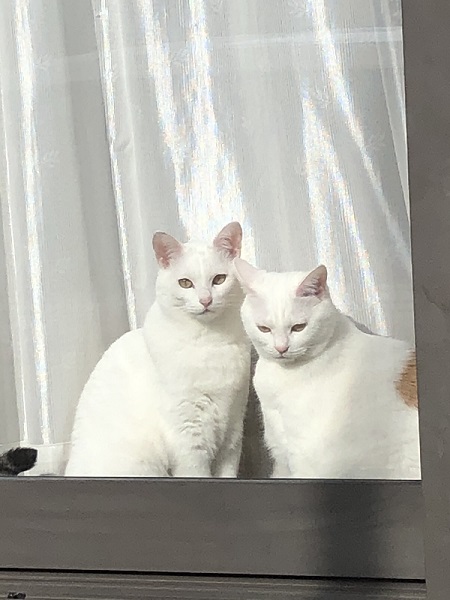 仲良しな保護猫