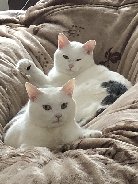 くつろぐ保護猫姉妹