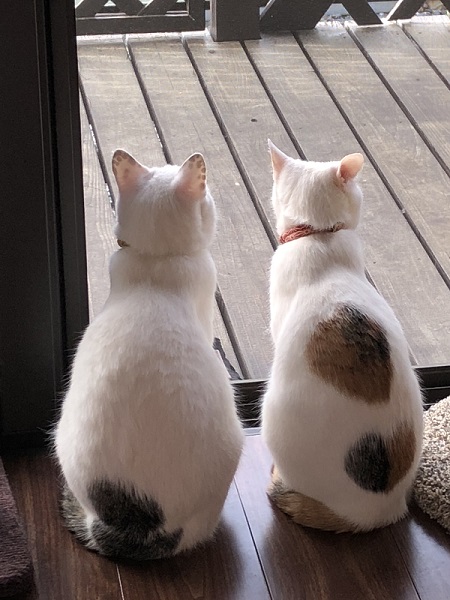 ハート模様の猫