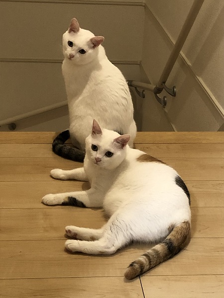 階段の上にいる保護猫姉妹