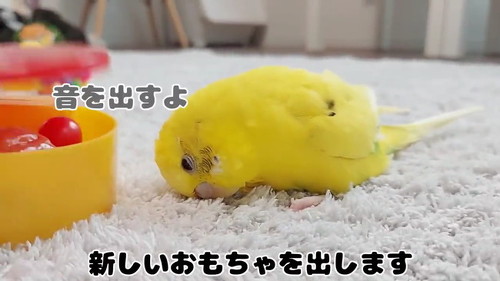 新しいおもちゃ