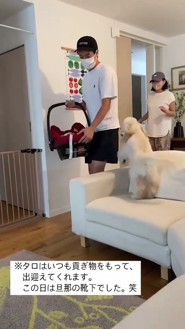 靴下くわえてる