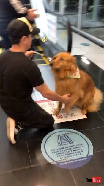 エスカレーターの前の飼い主と犬